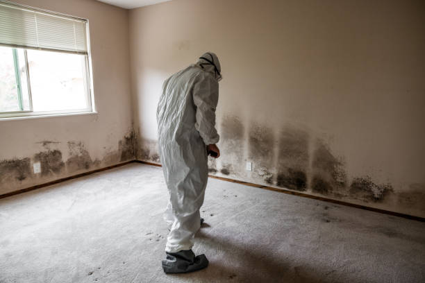 Best Mold Damage Restoration  in Dunlap, IN